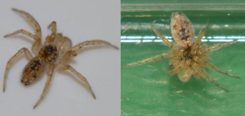 Oecobius sp.